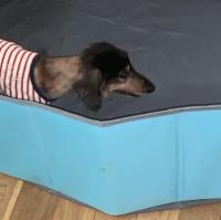 【スタッフブログ】私のシニア犬介護～老後の生活便利グッズ（１）