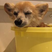 【スタッフブログ】シニア犬との暮らし～皮膚をいたわる工夫