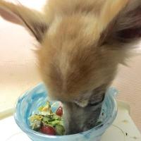 【スタッフブログ】シニア犬との暮らし～シニア期のごはんの工夫