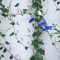 【連載コラム】「日々のあわい」（第6回）田舎暮らしのススメ　冬の花火に思うこと