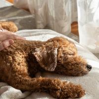 シニア犬の「首が下がる」を予防～おうちで出来る運動