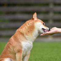 愛犬の体作り～運動と食事の良い関係