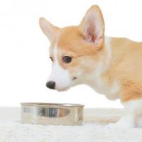 パートナー（愛 犬）の水分量不足度チェック