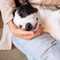 愛犬の「腸活」今日からできる腸の健康サポート情報