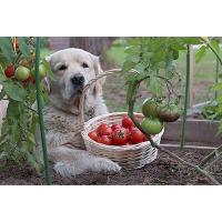 犬はトマトを食べても大丈夫？与え方や注意点を詳しく解説