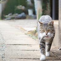 魚だけじゃダメ！愛猫に与えたい肉のバラエティ