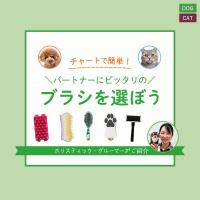 【ホリスティック・グルーマー厳選】パートナーに合ったブラシの選び方