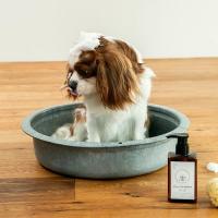 【新商品】CICA成分配合Nature+for Dogシャンプーの洗い心地をレポート
