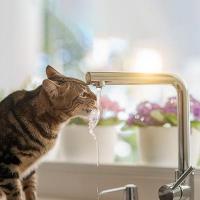 愛猫が水を飲まない理由と健康リスク～水を飲ませる工夫を紹介