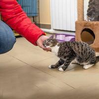 愛猫の撫で方～スキンシップと飼い主との絆を深める方法を紹介