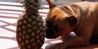 愛犬にパイナップルを与えるメリットと注意点 