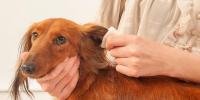 愛犬の耳掃除の正しい方法～耳垢・においが気になるとき