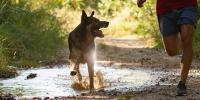 愛犬にも酵素？～酵素の種類と与え方（2）代謝に関わる酵素編