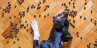犬の食べ方の注意点とは？食べ方の工夫も解説 