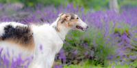 愛犬にもアロマを活用！リラックスの仕組みと利用方法