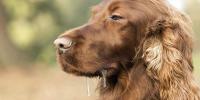 愛犬のよだれ～正常と異常の違いとよだれ焼けのケア～