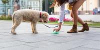愛犬のうんちは正常？便の見た目と匂いでわかること 