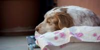 シニア犬の食事介助の手順とコツ ｜寝たきりの愛犬のためにできること