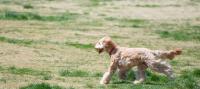 草むらも怖くない！体を保護する犬の毛の役割と安全な虫除けの選び方 