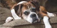 シニア犬のトイレの悩み、寝たきり犬の介護に役立つ排泄介助のコツ
