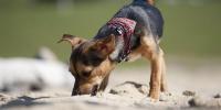 犬の拾い食いをやめさせるコツやしつけ方法とは