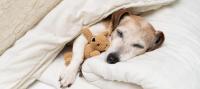 犬の老化のサイン、見逃していませんか？体に起こる現象と生活で気をつけること