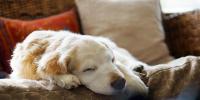 犬の後肢に老化現象！犬の老化防止に役立つ食事ケア～関節編