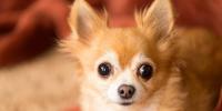 シニア犬の目が白く濁ってきた？～目が見えなくなる原因と対処法 