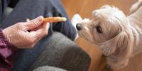 愛犬の痩せない理由とダイエットを成功させるコツ 