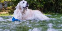 プロが解説！犬の抜け毛対策と毛のタイプ別お手入れ方法