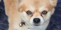 体調不良や病気のサイン？犬の目やにの原因とケア方法