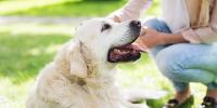 シニア犬の夏対策！暑さに負けず元気に過ごす３つの秘訣をご紹介