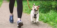 犬のダイエット方法～散歩・運動・遊び方