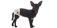 犬の生理（ヒート）の期間や体調、気をつけることを獣医師が解説