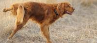 犬の膀胱炎の原因や症状を獣医師が徹底解説！