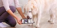 シニア犬に最適な食事の量や回数は？ドッグフードの選び方や与え方も解説！