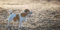プルプルしてる！シニア犬の震えの４つの原因とケア方法