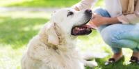 どうする？シニア犬が散歩に行きたがらないときにできること