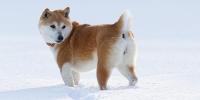 寒さ（冷え）が犬に与える影響を獣医師が解説！寒さ対策もご紹介
