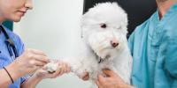 犬がフィラリアに感染したら治るの？犬のフィラリア症の症状や治療法 