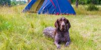 愛犬にマダニが付いていたら？症状や対象法、予防策を解説