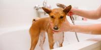 犬のシャンプー選び｜危険な成分と安全な成分の見分け方