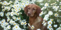 犬にハーブを与えても大丈夫？メリットと注意点