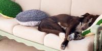 愛犬を預けるときの注意点は？ストレスを減らすためにできること