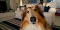犬にお留守番させる時、挨拶してから出かけますか？