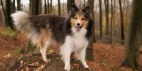 犬の便（ウンチ）は分解されない？排泄物が自然に与える影響