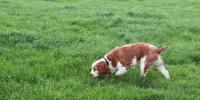 犬がウンチの時にくるくる回るのは磁場のせい？犬の方向感覚についてのあれこれ