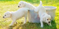 犬も「あの時楽しかったね」という思い出を持っているのだろうか？