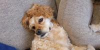 犬のマラセチア症は人にうつる？皮膚炎、外耳炎などの症状や治療法を解説