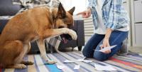 知ってるようで知らなかった、正しい犬の叱り方